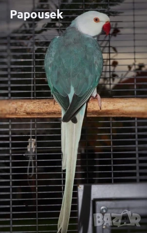 Малки Александри , снимка 14 - Папагали - 50581373