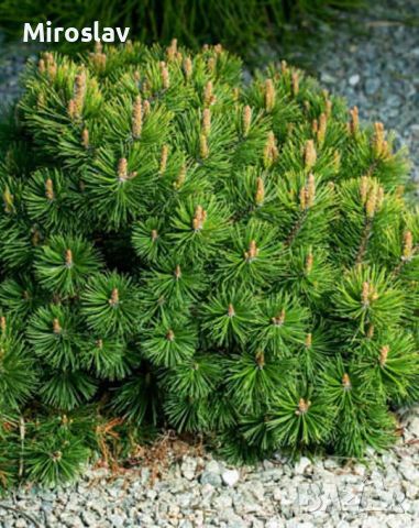 Джуджевиден Клек / Pinus mugo pumilio, снимка 5 - Градински цветя и растения - 45556912