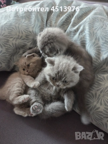 Котенца Британчета, снимка 5 - Британска късокосместа - 54273732
