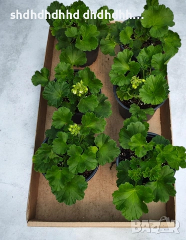 Сортови Мушката за колекционери 5 € за брой ( четири цвята ), снимка 11 - Градински цветя и растения - 54231825