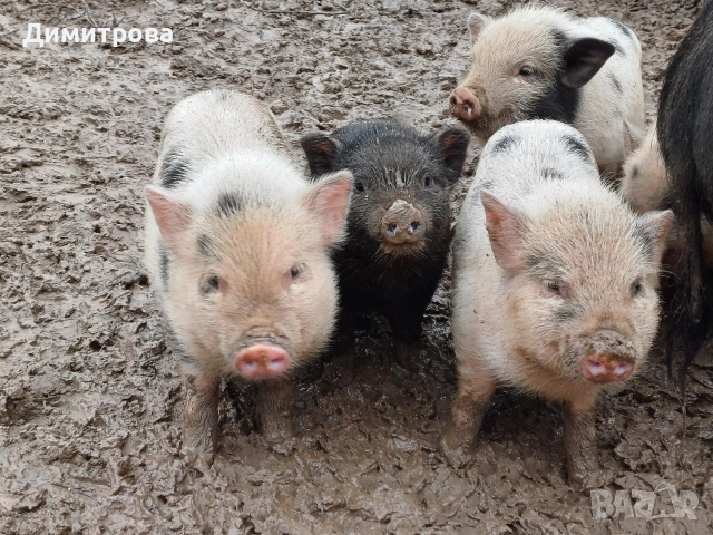 Виетнамски прасета, снимка 15 - Прасета - 51691763