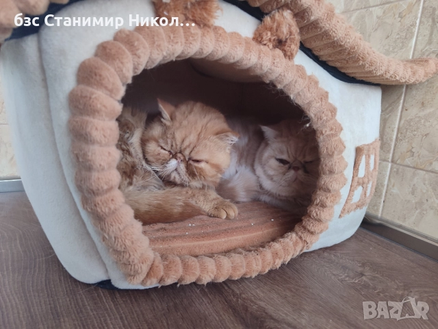 Женско екзотично персийско коте на 4 месеца., снимка 12 - Персийска - 52881164