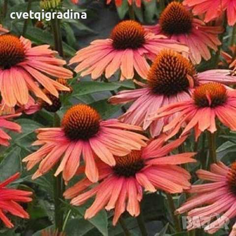 Echinacea Meditation Cerise(Ехинацея Медитация Цериз), снимка 2 - Градински цветя и растения - 46187104