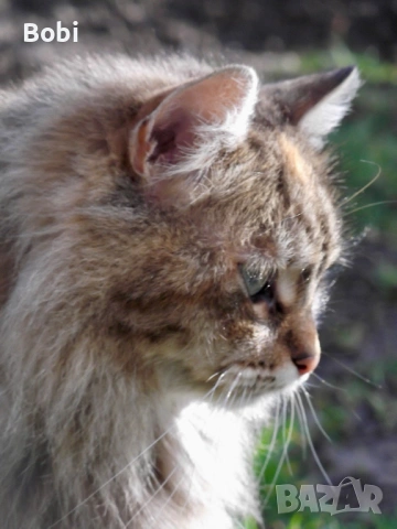 Fujifilm FinePix T210, снимка 10 - Фотоапарати - 53474756