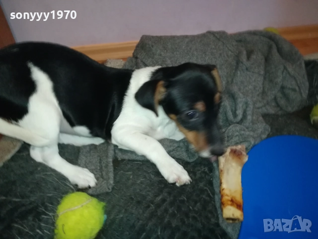 ПРОДАВАМЕ ДЖАК-ЖЕНСКО КУТРЕ 0911251839, снимка 10 - Джак ръсел териер - 52353720