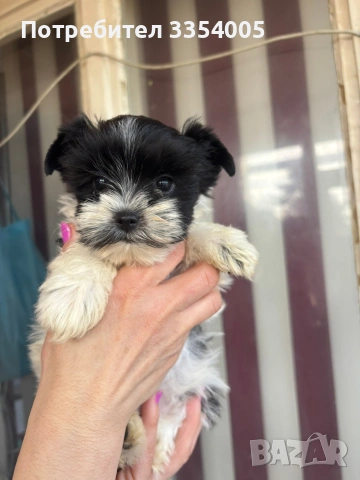 Женско мини йорки