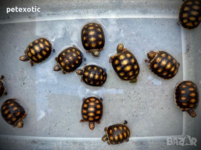 Сухоземна Червенопетниста Костенурка Карбонария - Red-footed tortoise, Chelonoidis carbonarius, снимка 2 - Костенурки - 46069773