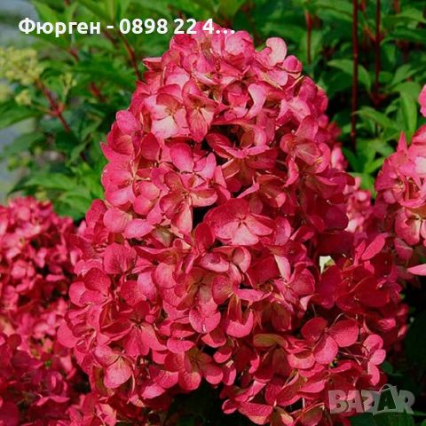 Хортензия paniculata Wim's Red, снимка 6 - Разсади - 45967451