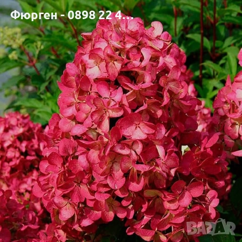 Хортензия paniculata Wim's Red, снимка 7 - Разсади - 51746879