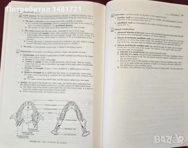 Clinical Anatomy 3rd edition, снимка 12 - Специализирана литература - 53519575