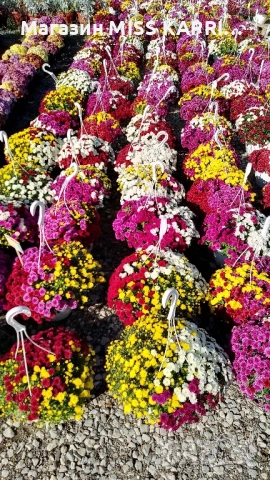 Кошници трицветна хризантема