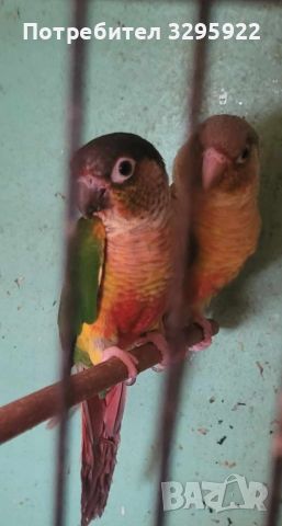 Двойки папагали , снимка 15 - Папагали - 45234531