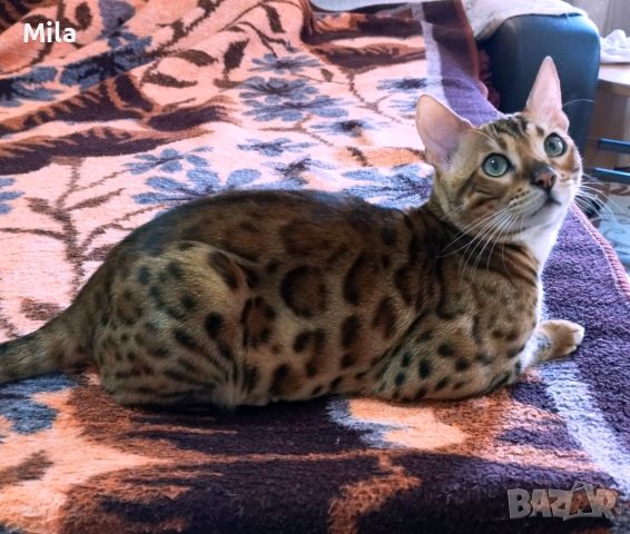 Продавам красив малко леопардче), снимка 6 - Бенгалски - 45448056