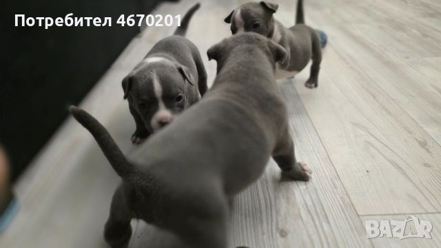 Американско Покет були, снимка 2 - Други - 52671780