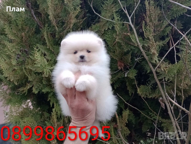 Померани.Реални снимки !, снимка 16 - Померан - 54049700