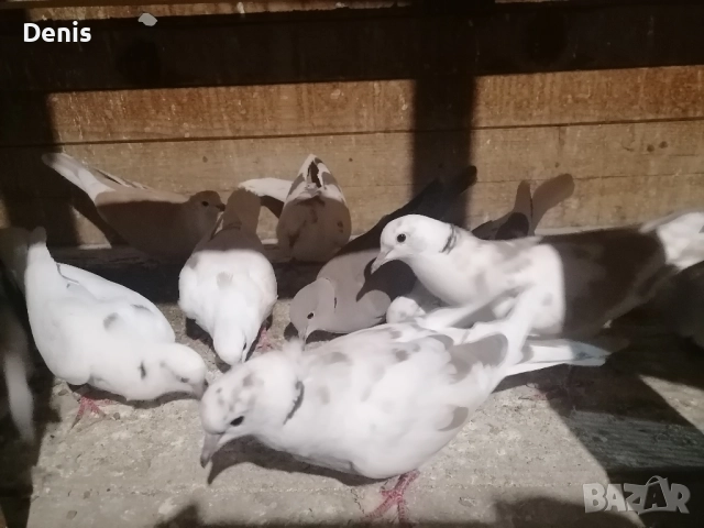 Гугутки смеещисе , снимка 5 - Гълъби - 52597513