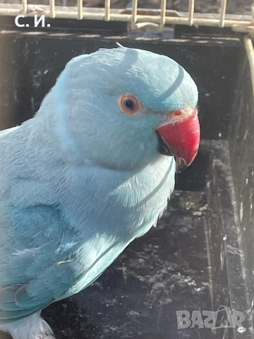 Син малък александър 