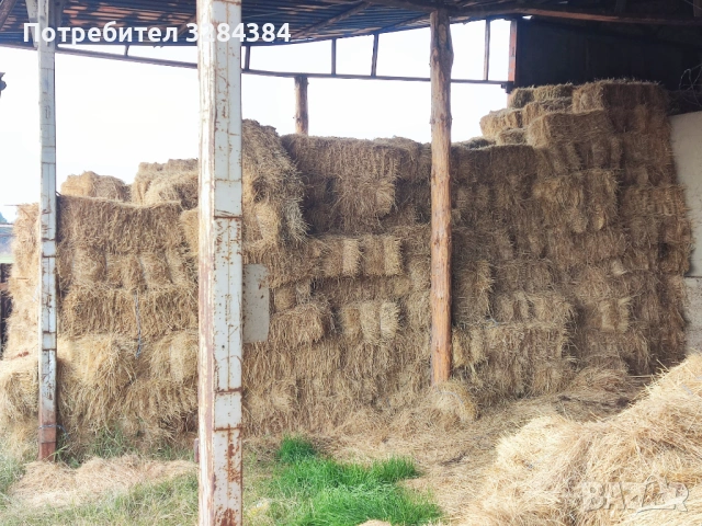 Бали сено, първи откос, реколта 2025, снимка 2 - За селскостопански - 53180973