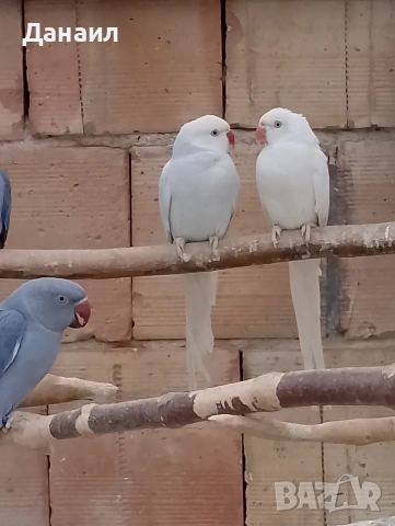 Малък Александър , снимка 8 - Папагали - 53636026