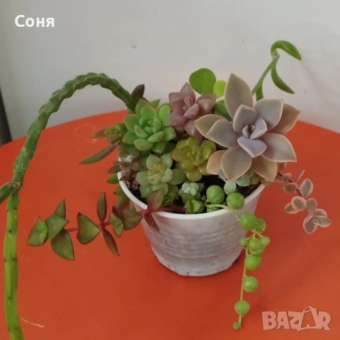 Сукуленти микс, вкоренени, снимка 4 - Стайни растения - 54008965