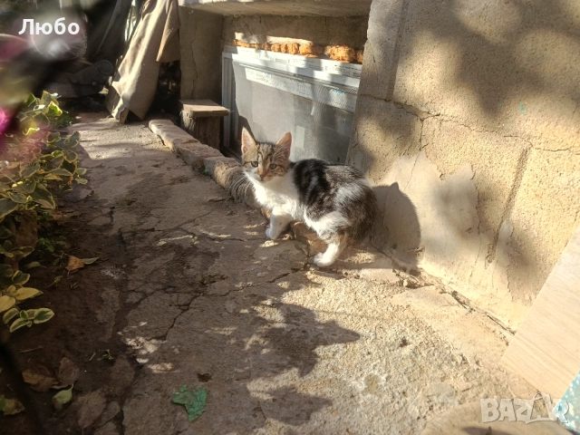 Подарявам коте