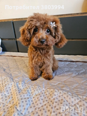 Миниатюрно той пуделче на 7 месеца, момиченце. 