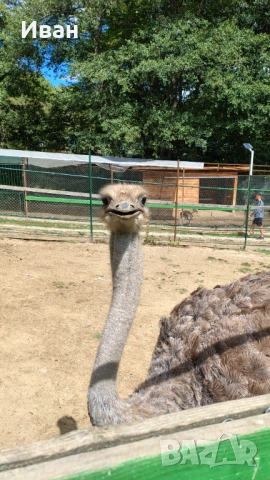 Гледане на кучета, хотел за кучета, нощувки и да други домашни любимци, снимка 4 - Други животни - 54148561