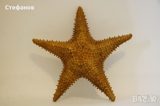 Голяма морска звезда, снимка 1 - Декорация за дома - 44987849