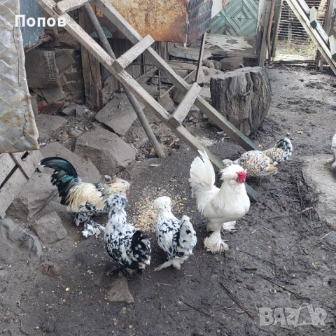 Продавам джинки, снимка 8 - други­ - 52724814