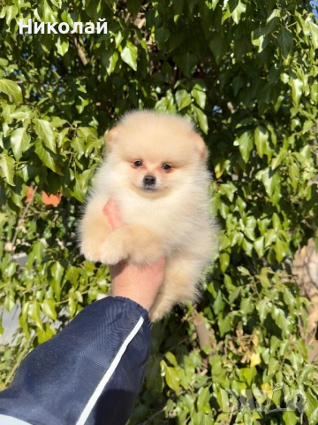 Померан мини момче със втора ваксина, снимка 6 - Померан - 53798503