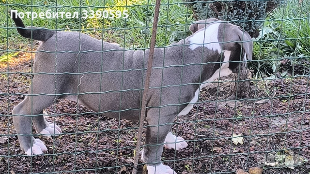 Американско Були Хл Момичета , снимка 6 - Питбул - 52863050