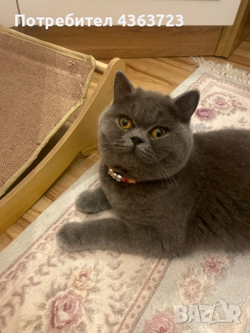 Британски късокосмести, снимка 11 - Британска късокосместа - 54171796