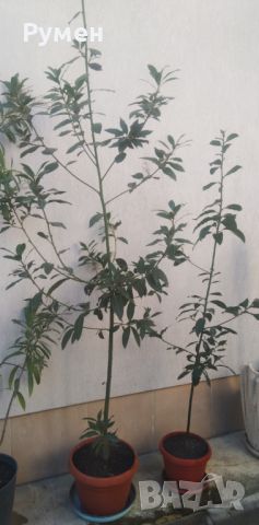 Дафинов лист (лавър), снимка 4 - Градински цветя и растения - 28988020