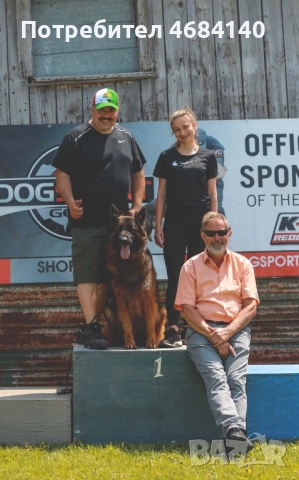 Немска овчарка с дълъг косъм с родословие , снимка 8 - Немска овчарка - 52807212