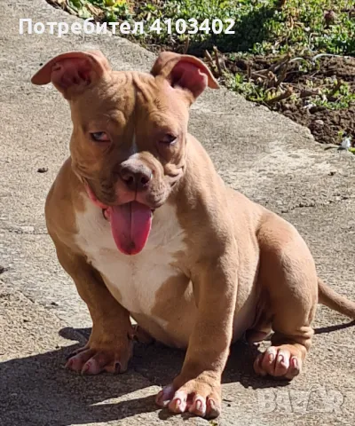 Американско були-покет , снимка 3 - Американски стафордширски териер - 50067392