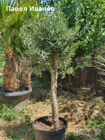 Маслиново дърво за перфектният декор на вашата градина!!!, снимка 7 - Градински цветя и растения - 46413845