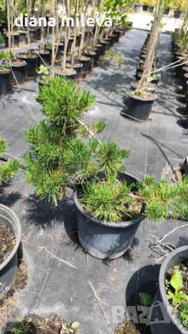  Pinus Mugo Mughus, Клек, снимка 9 - Градински цветя и растения - 40696492