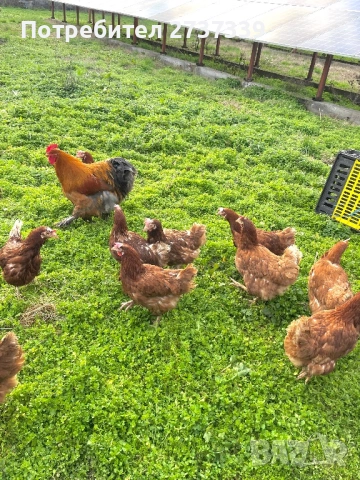 Кокошки носачки ломан браун