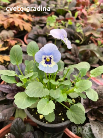 Мини теменужка синя – Viola Mini Blue, снимка 2 - Градински цветя и растения - 52800404