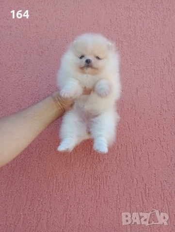 Померани. Момиченца. Реални снимки от 07.12.2025 г., снимка 9 - Померан - 52682065