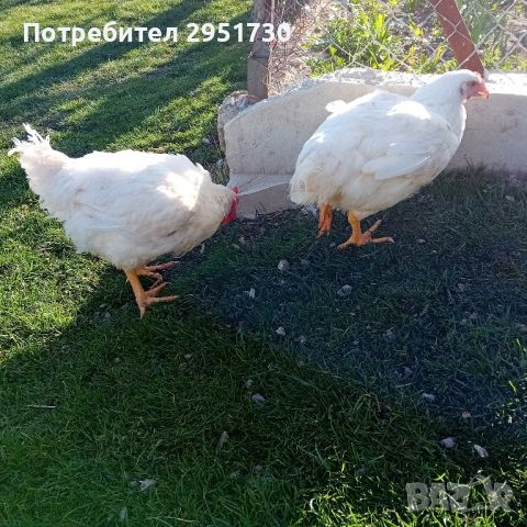 домашни пилета за консумация, снимка 1 - Кокошки и пуйки - 45092374