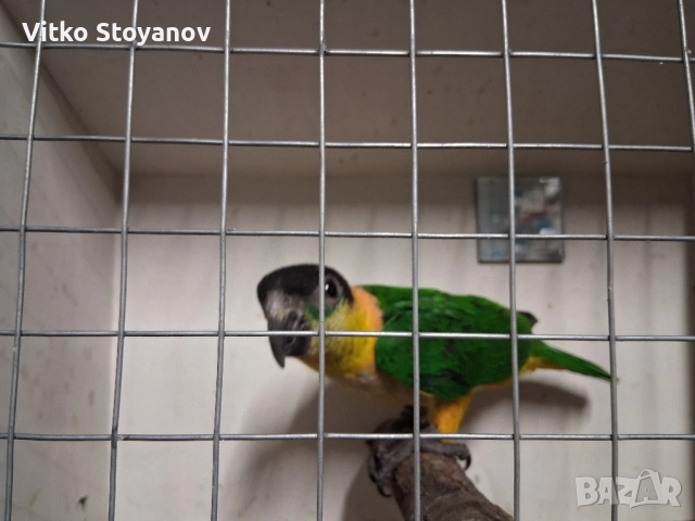 Чернотеменен Амазонек-Кайка, снимка 5 - Папагали - 52551964