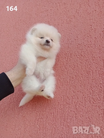 Мъжки и женски Померани. Реални снимки от 12.01.26 г. , снимка 7 - Померан - 53111472