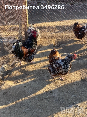 Яйца от Орпингтон, снимка 4 - Кокошки и пуйки - 53771564