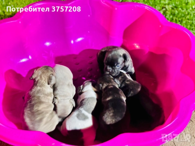 Френски булдог, снимка 8 - Френски булдог - 52565499