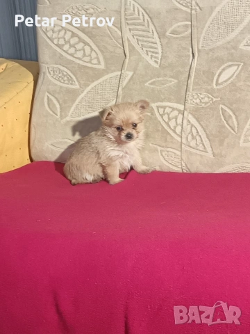 Шпиц , снимка 11 - Шпиц - 53994562