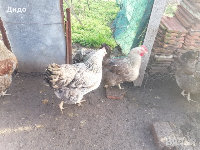 Разплодни яйца от катунски кокошки, снимка 4 - други­ - 52839554