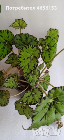 ГОЛЯМА и МАЛКА СТАЙНА БЕГОНИЯ 