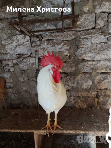 Продавам петли бял легхорн