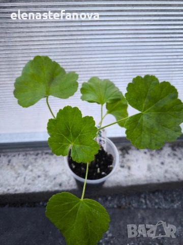 Комплект от 4 сортови мушката , снимка 6 - Стайни растения - 53830038